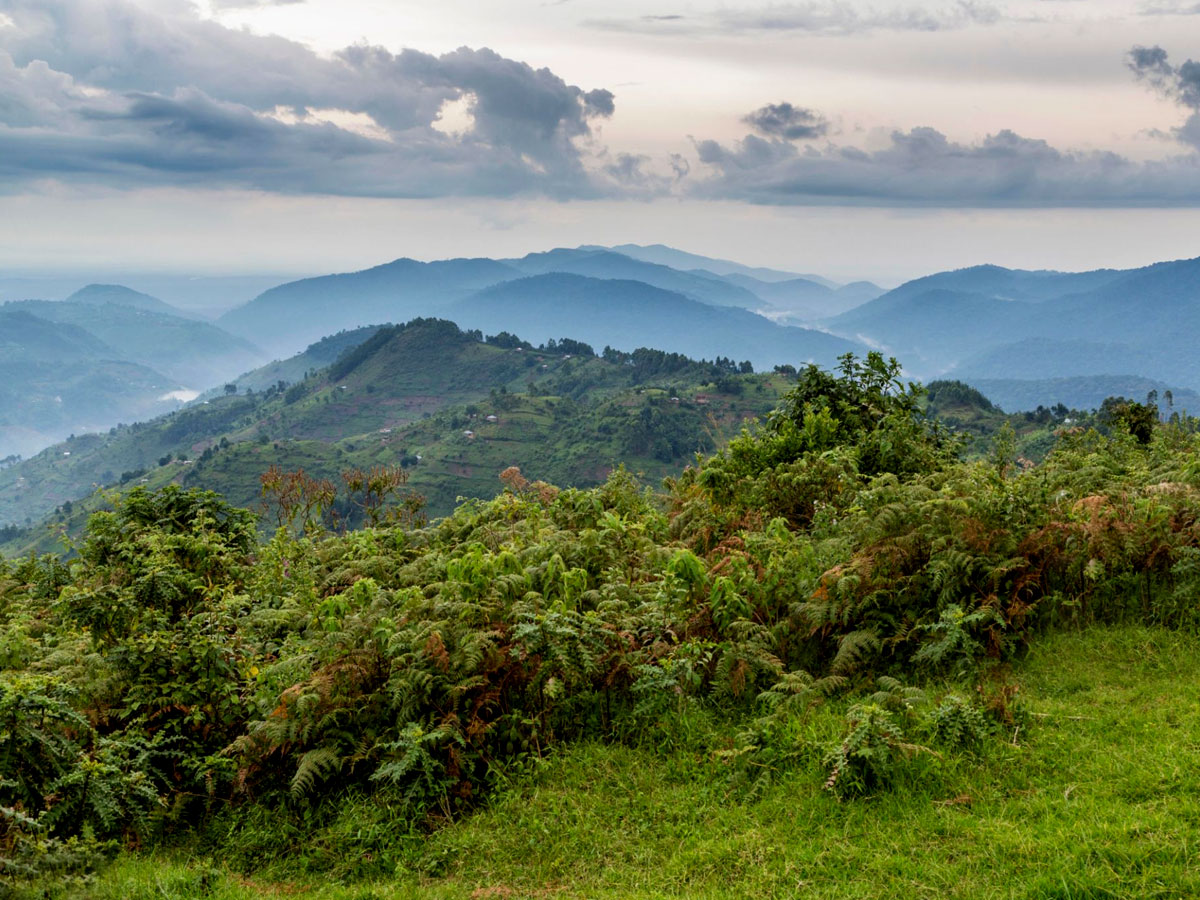 What makes Bwindi forest a top tourist safari destination in Africa