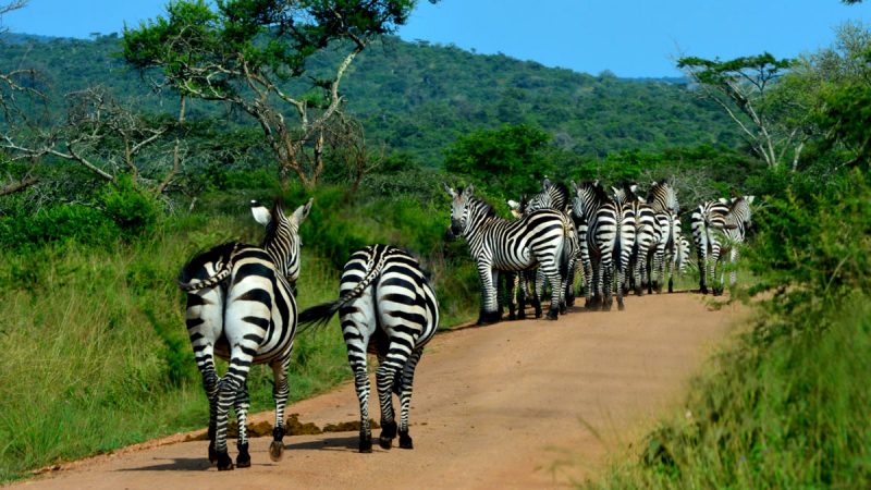 zebras-in-lake-mburo-national-park-whisphers-of-the-wild