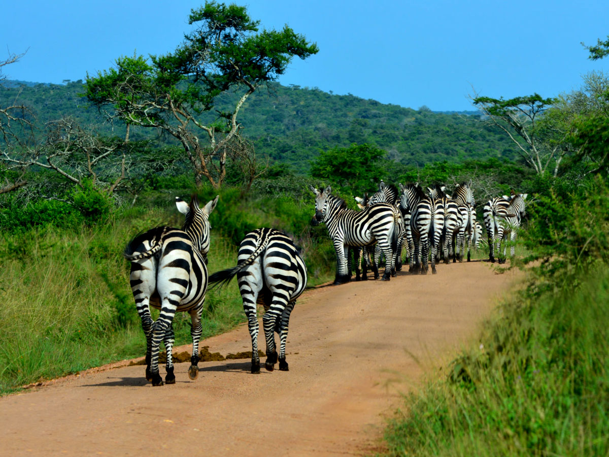 Lake Mburo National Park – Whispers of the Wild