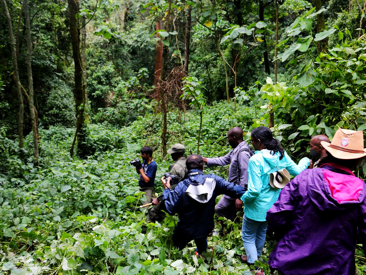 Bwindi Impenetrable National Park – The Ultimate Gorilla Exprience